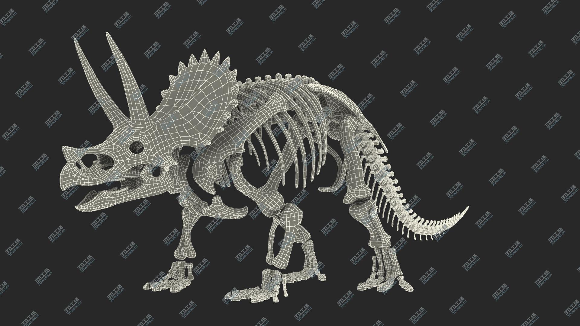 images/goods_img/202104093/3D Triceratops Skeleton Fossil Rigged/5.jpg